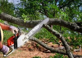 Trusted Monona, WI  Tree Services Experts