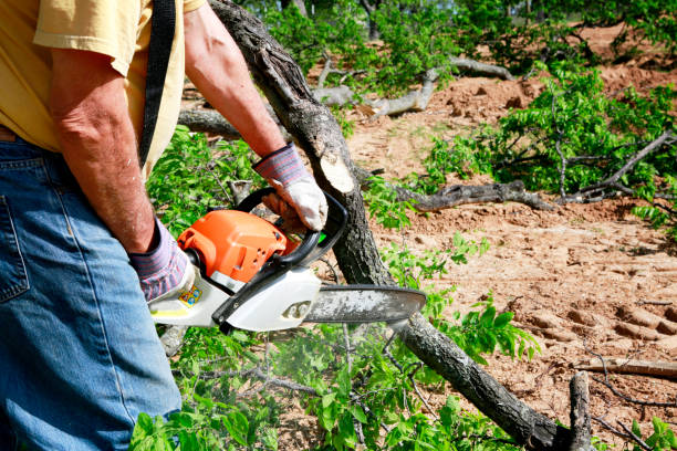 Tree and Shrub Care in Monona, WI